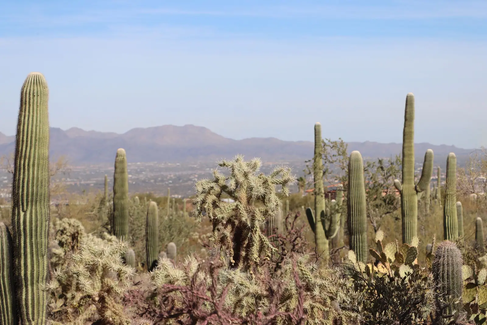 Saguaros and cholla across an Arizona desert valley