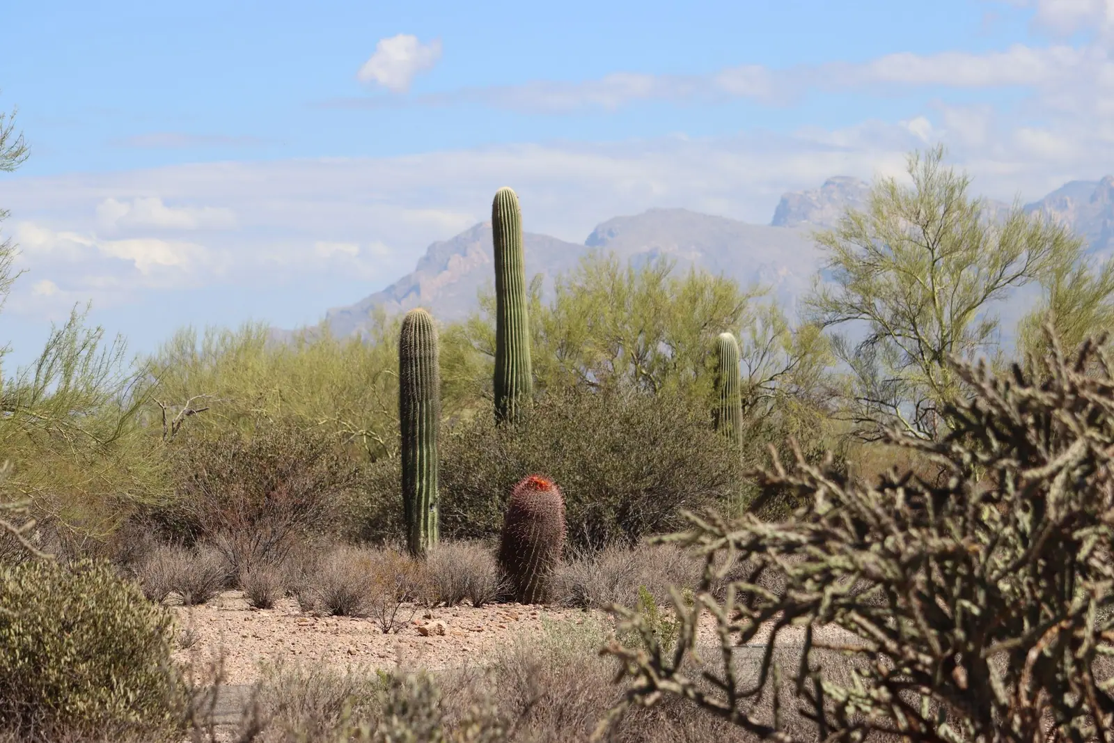 Saguaros and palo verde in the Sonoran Desert below the mountains